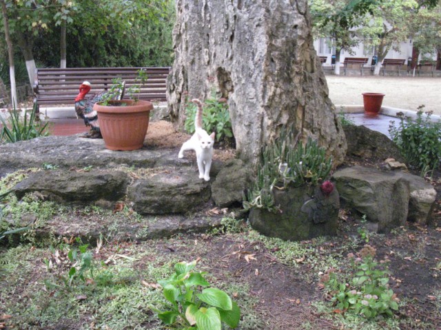 Котовторник 29-09-2015,