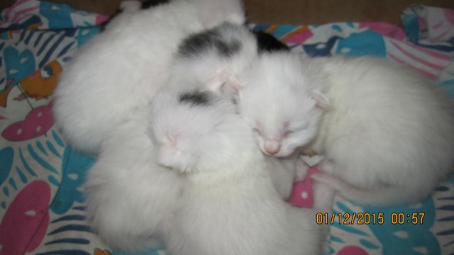 Котовторник 01.12.2015