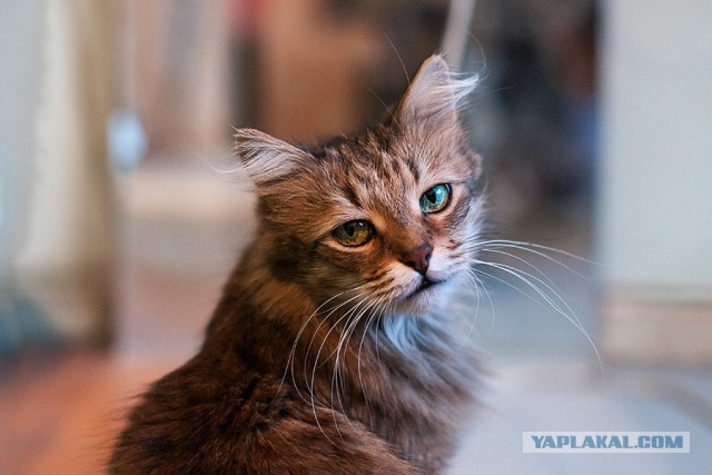 Пост невероятной кошачьей красоты. 25 фот.