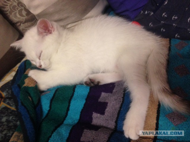 Котовторник 16.02.16