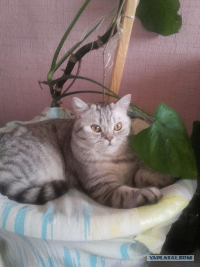 Котовторник 23.02.2016