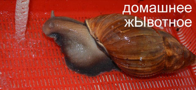 Федя