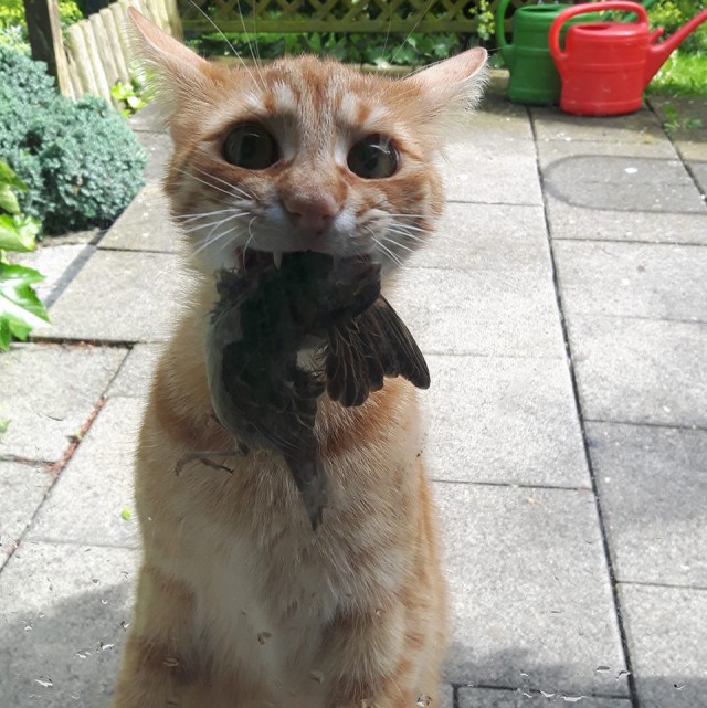 Человек, я тебе покушать принёс!