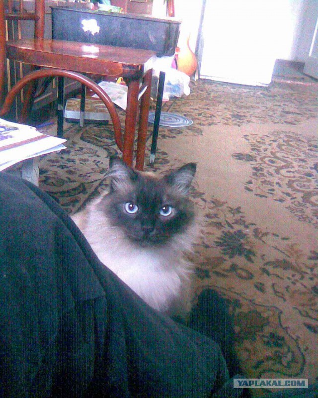 Котовторник 26.07 2016