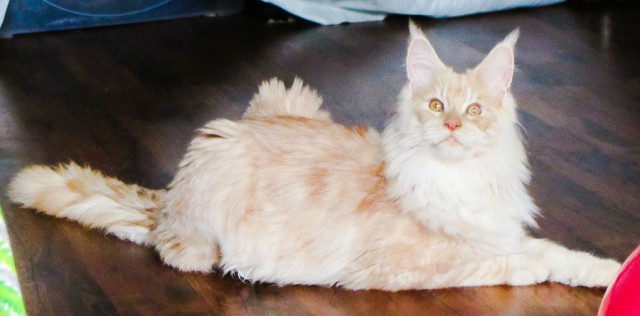 Котовторник. Алиса. Одно из лучших творений природы.