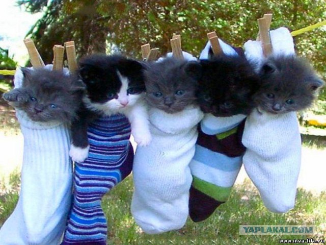 Коты из сети