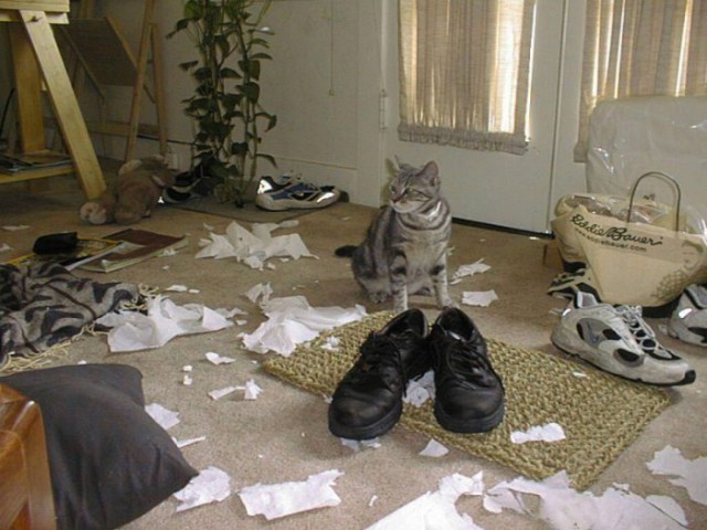 Коты из сети