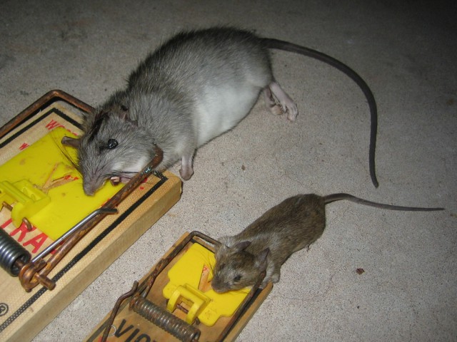 Как избавиться от мышей в домашних условиях?