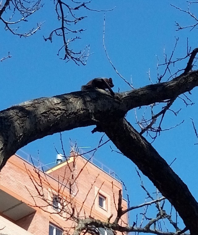 Летучий мыш
