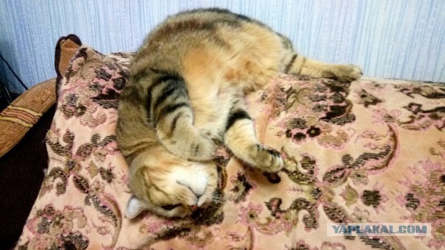 Котовторник 04/04/2017