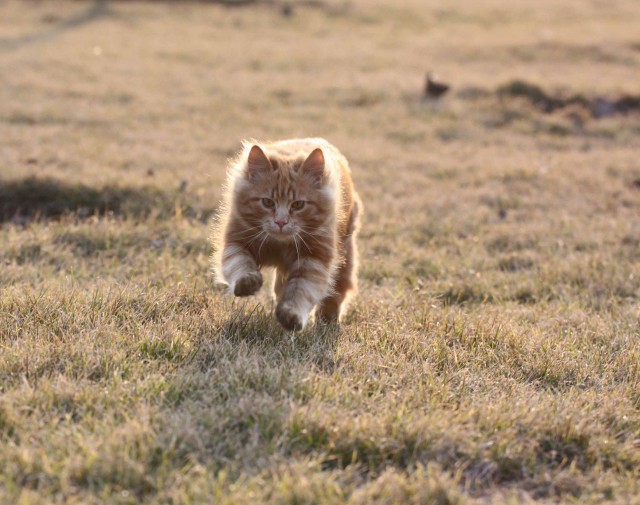 Коты и Кошки