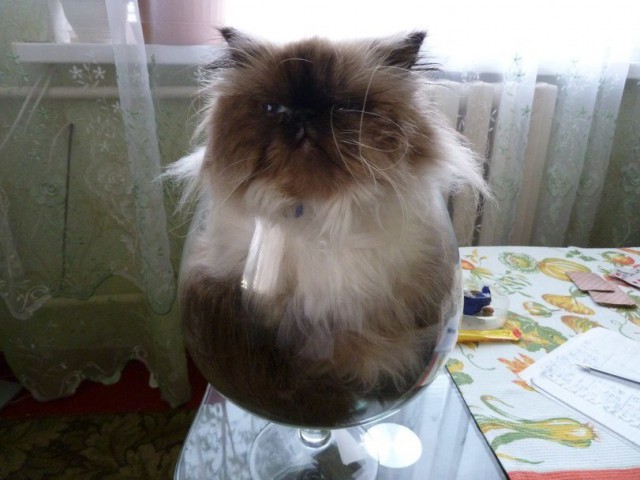 Коты и Кошки