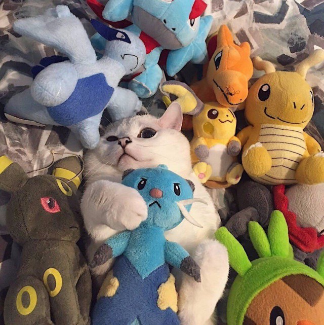 Коты и Кошки