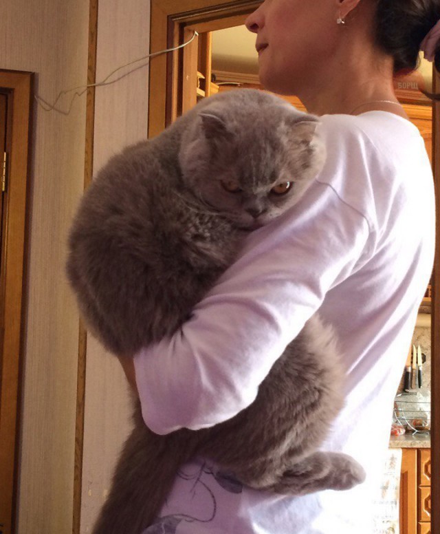 Коты и Кошки