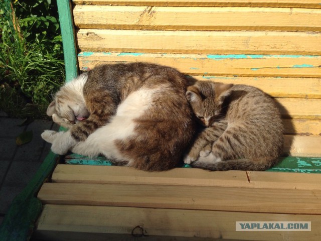 Котовторник 11.07.2017