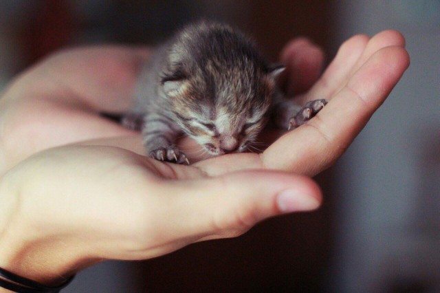 Коты и Кошки