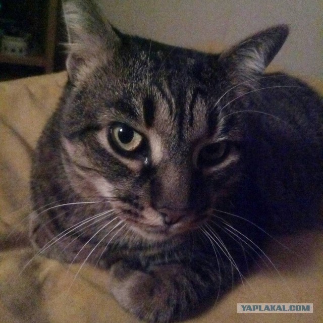 Котовторник 12.12.2017