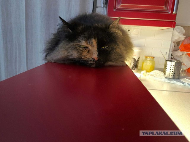 Вся красота беспородных кошек. Котовторнику посвящается.