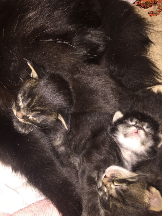 Котовторник  13.02.2018