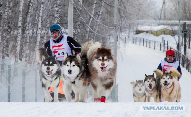 Ньюфаундленд - идеальная собака для семьи