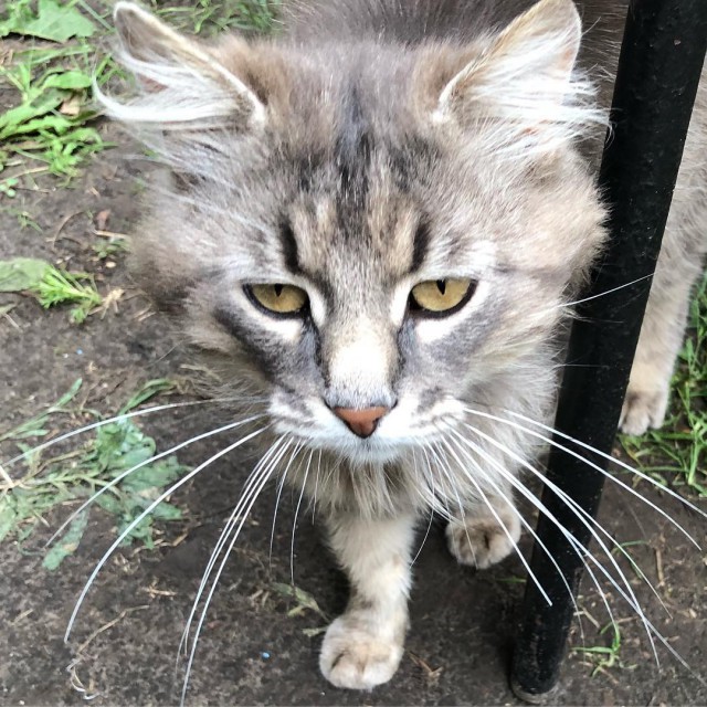 Котовторник 05.06.2018