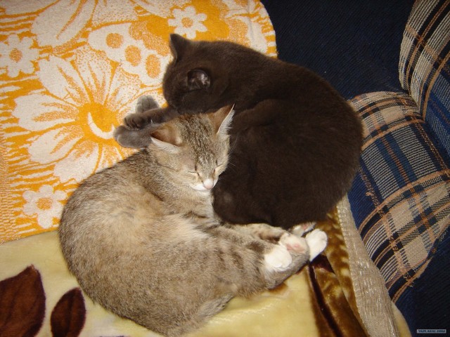 It's Catursday Fever! (Котовторник)
