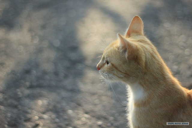 Котэшности