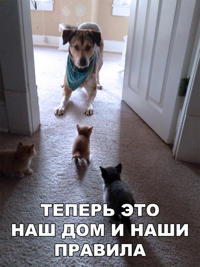Нестандартный юмор