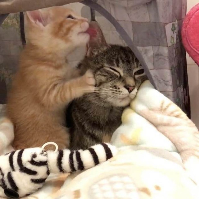 Прикольных котов пост