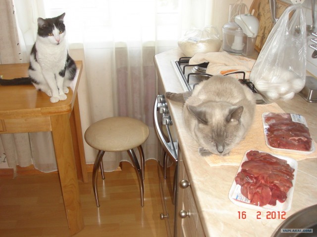 Котовторник (21.02.2012)
