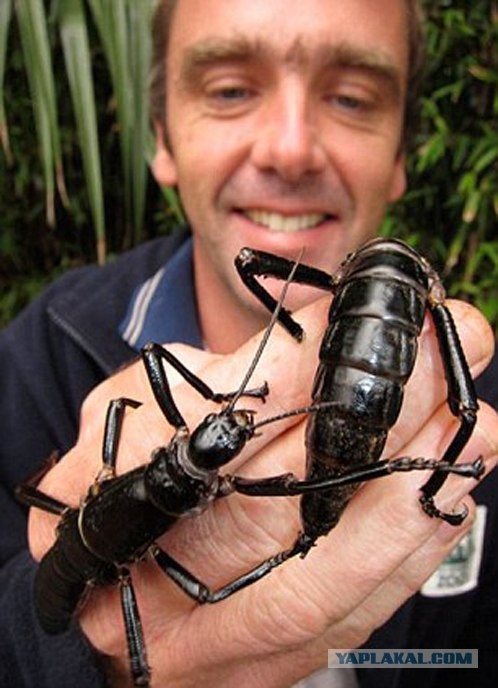 В Пирамиде Болла обнаружено гигантское насекомое