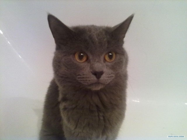 Котовторник 20.03.2012