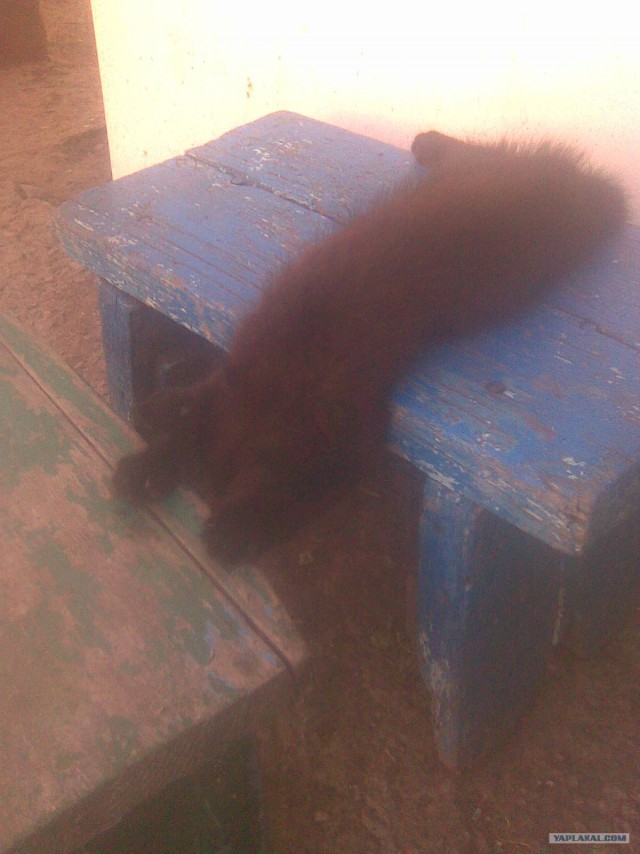 Котовторник  от 3.04.2012