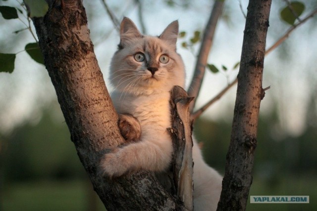 Котовторник 17.04.2012