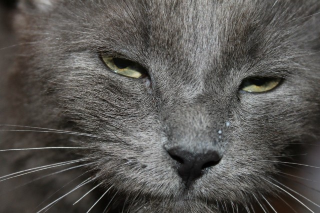 Котовторник 8 мая 2012