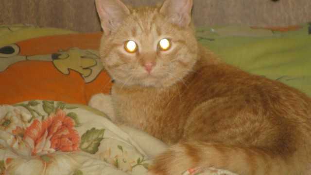 Котовторник  12. 06. 2012