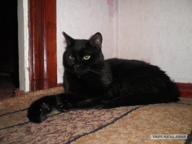 Кот и человек