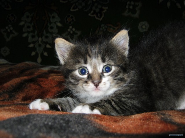 Котовторник 11.09.2012