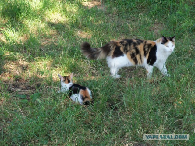 Трехцветное счастье