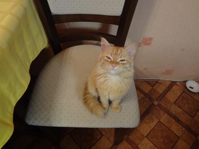 Котовторник 30.10.2012