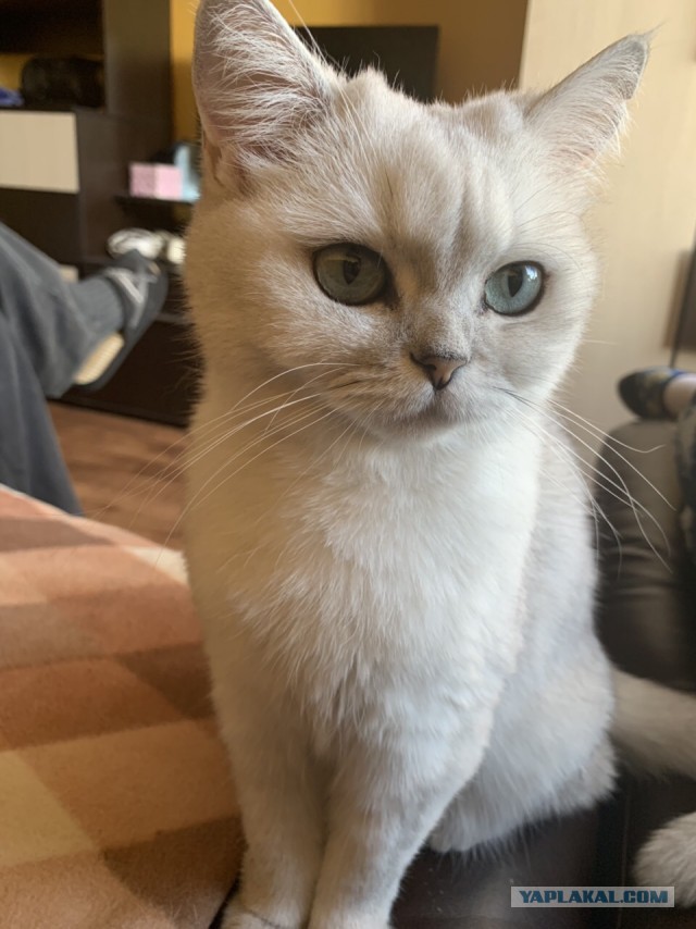 Котовторник 19.02.2019