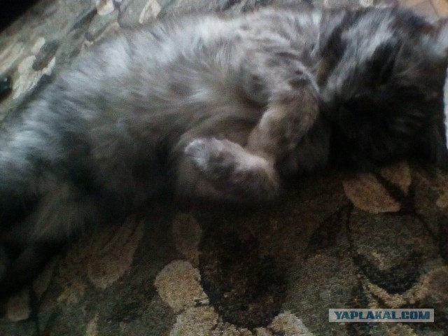 Кошки, которые заснули в самых невообразимых позах
