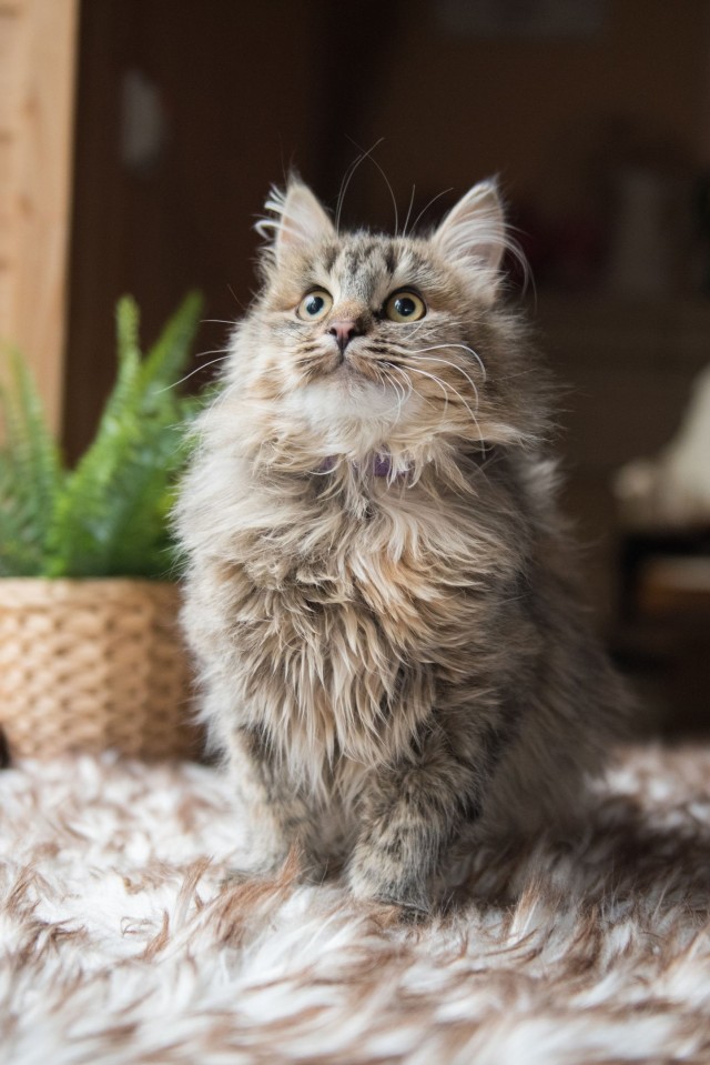 Забавные фото котеек