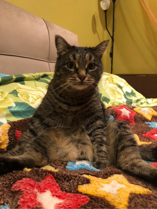 Кот ждун
