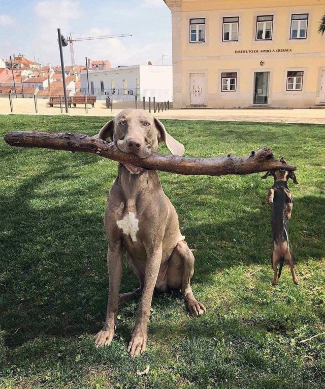 Зверушки