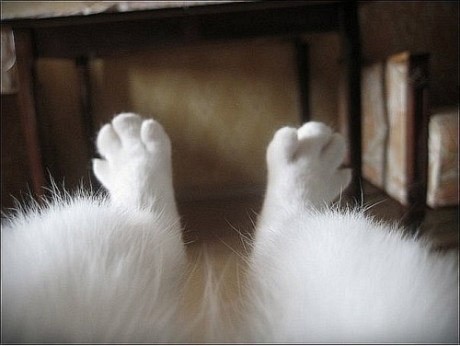 Фотожаба: Ноги котэ
