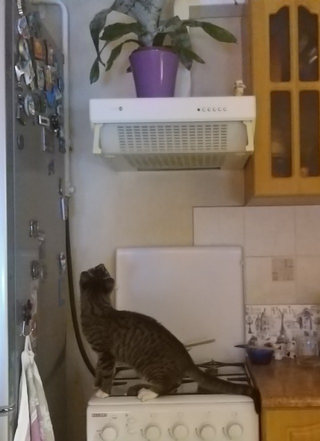 Фотографии, которые доказывают, что кошки самые большие сволочи
