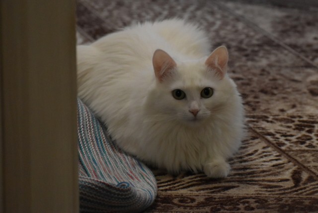 Котовторник же!