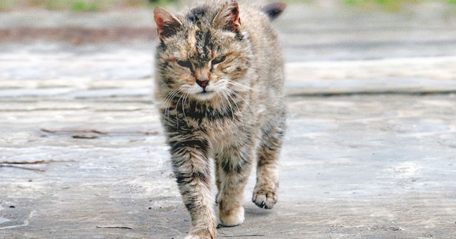 Даешь котовторник!