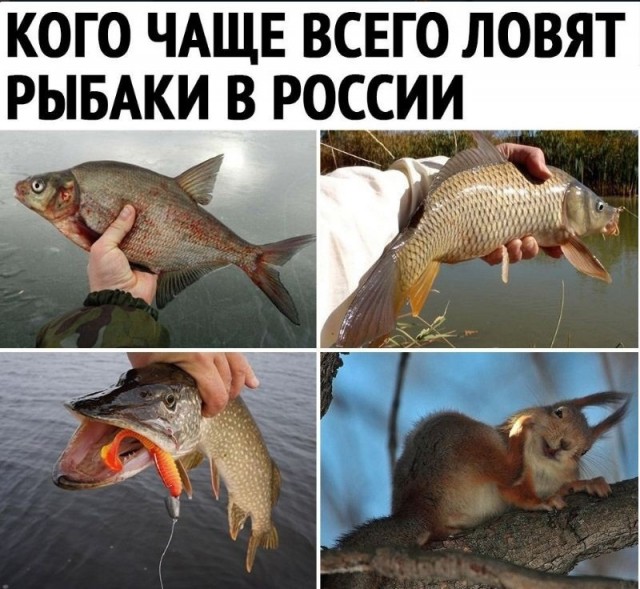 Весёлый полтишок 25.06.
